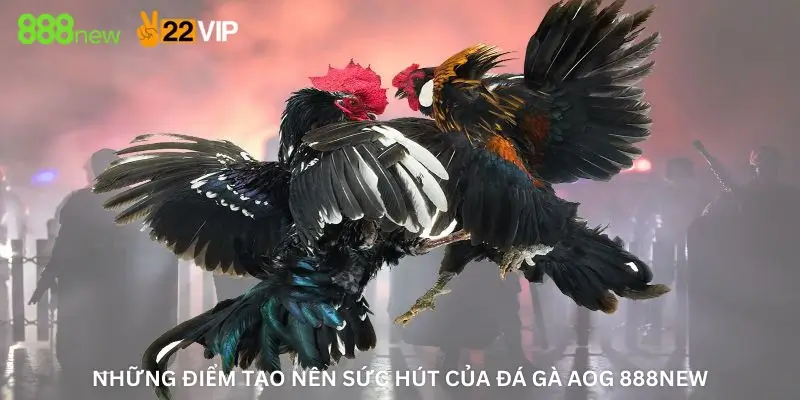 Những điểm tạo nên sức hút của đá gà AOG 888New