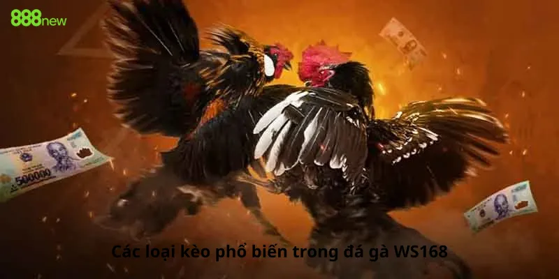 Các loại kèo phổ biến trong đá gà WS168