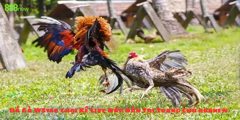 Đá Gà WS168 Chọi Kê Live Hấp Dẫn Tại Trang Chủ 888new